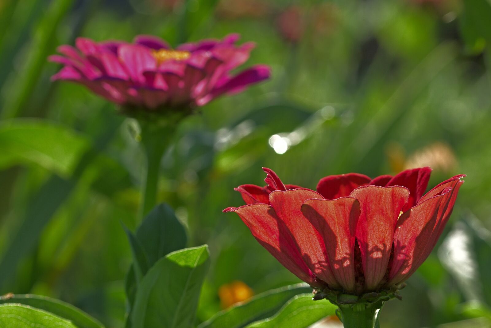 Nikon D5200 sample photo. Flowers, zinnias, bloom photography