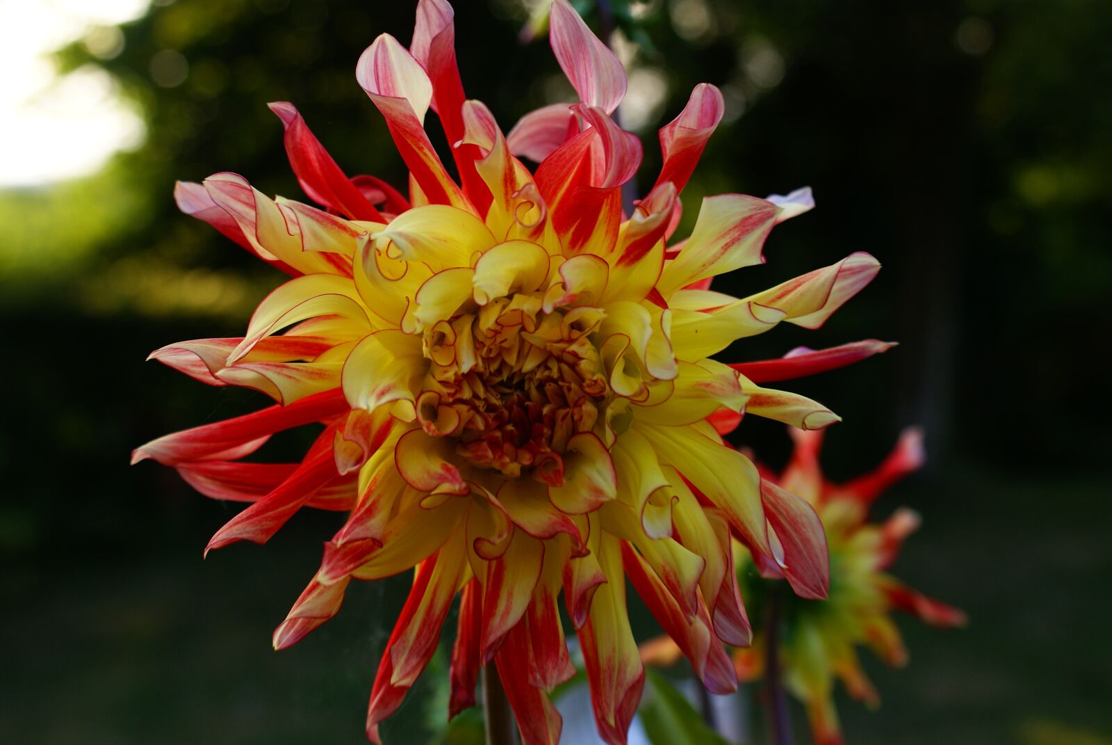 Sony Alpha DSLR-A100 sample photo. Flower, background, nature photography