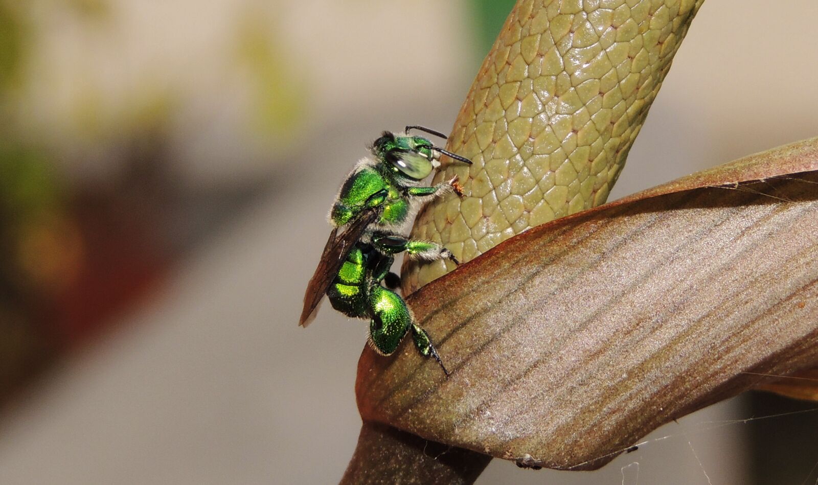 Nikon Coolpix P510 sample photo. Nature, insect, animalia photography