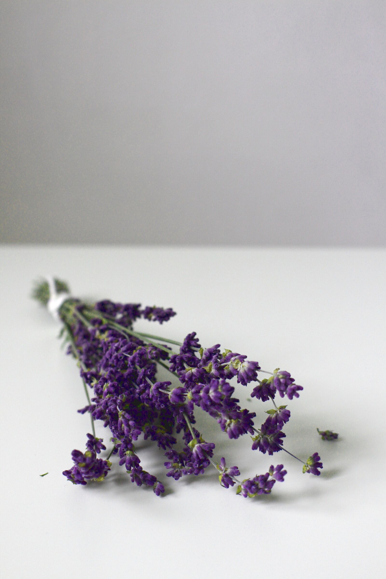 Canon EOS 700D (EOS Rebel T5i / EOS Kiss X7i) sample photo. Lavender, lavender blossom, flower photography