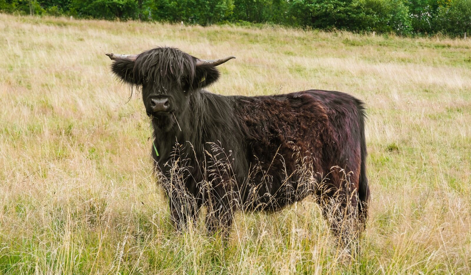 Samsung NX300 sample photo. Highland beef, highland cattle photography