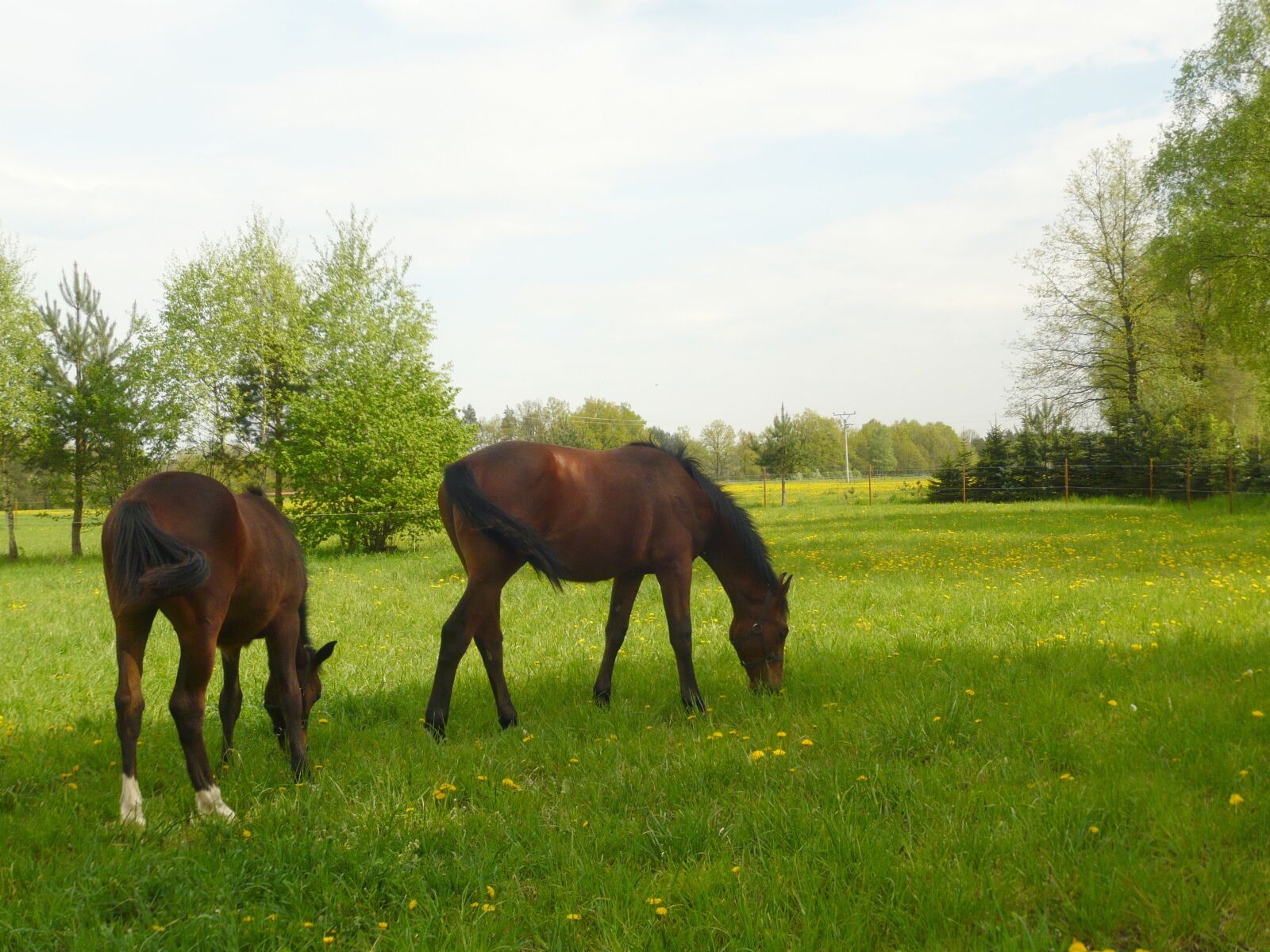 Panasonic DMC-FX33 sample photo. Horses, meadow, horse photography