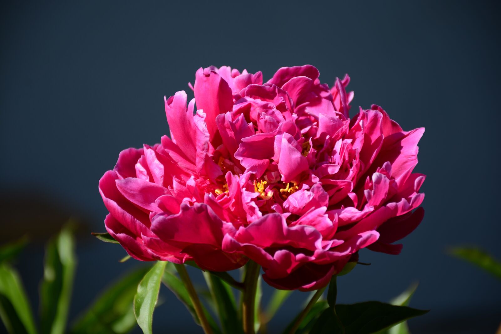 Nikon D7100 sample photo. Pivońka, flower, garden photography