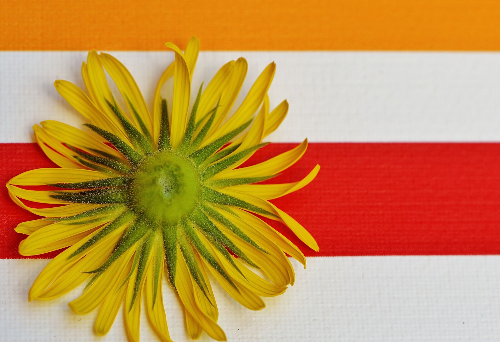 Nikon D3200 sample photo. Flower, spring, yellow photography