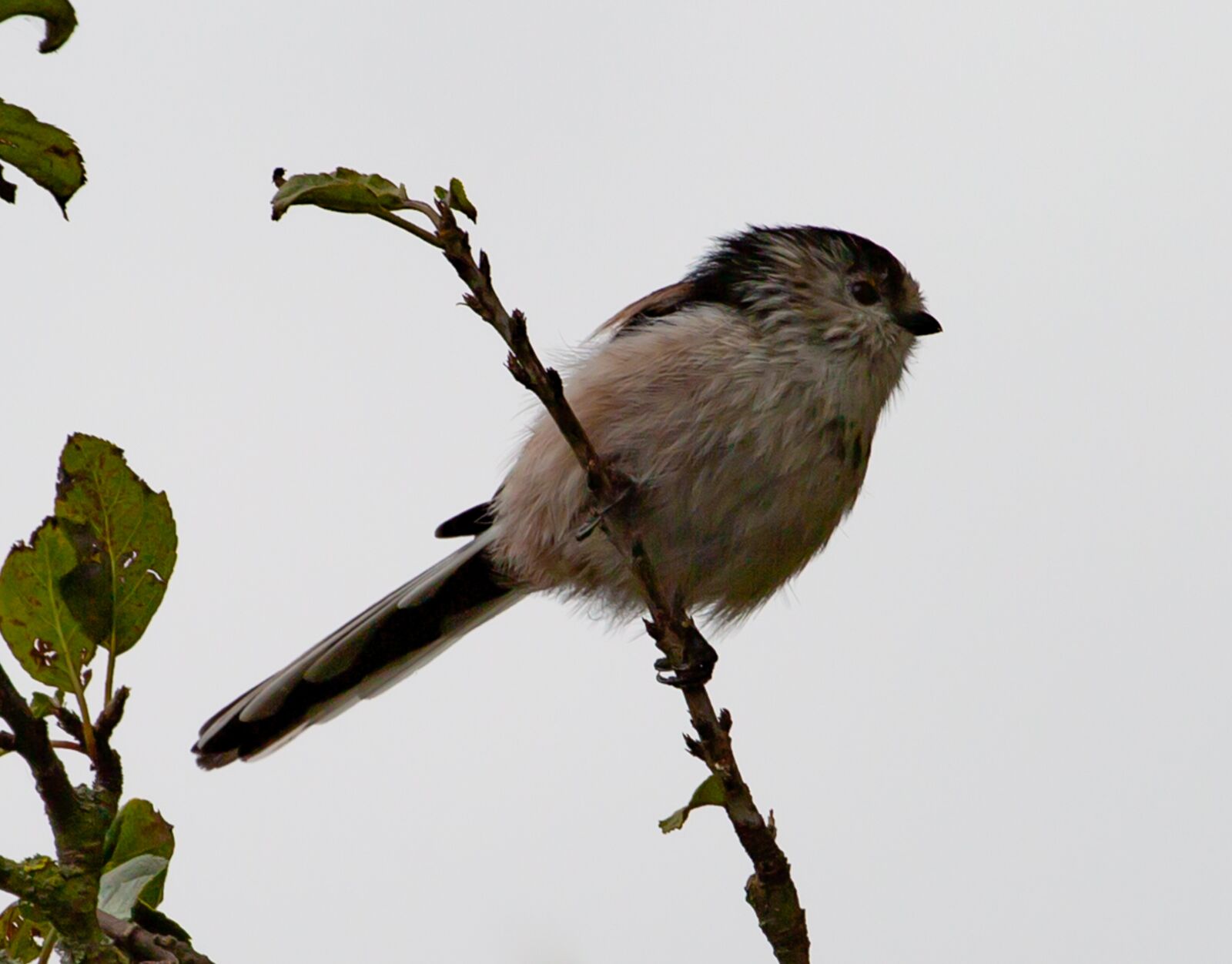 Canon EOS 5D Mark III sample photo. Long tailed tit, bird photography