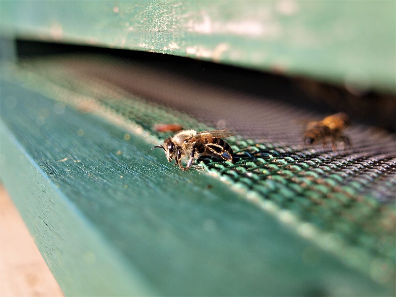 Olympus E-420 (EVOLT E-420) sample photo. Honey bee, bee, insect photography