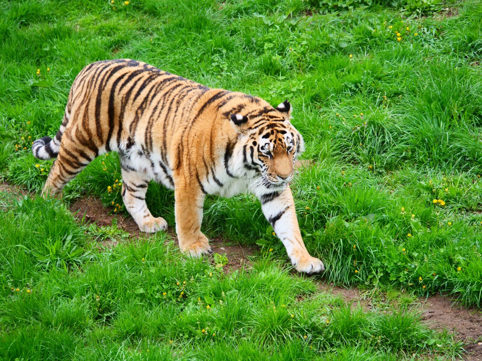 Panasonic Lumix DC-G9 sample photo. Tiger, big cat, cat photography