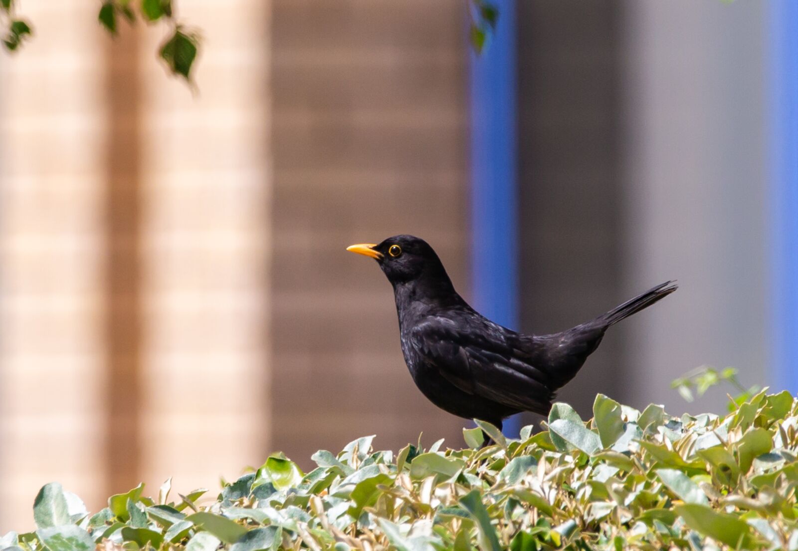150-600mm F5-6.3 DG OS HSM | Contemporary 015 sample photo. Male uk blackbird, male photography