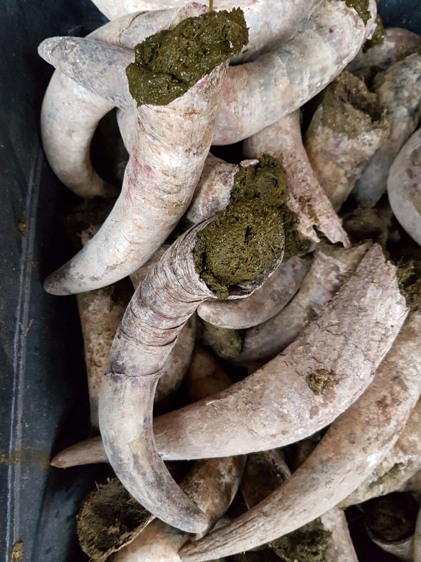 Samsung Galaxy S7 sample photo. Biodynamic, manure, the cow photography