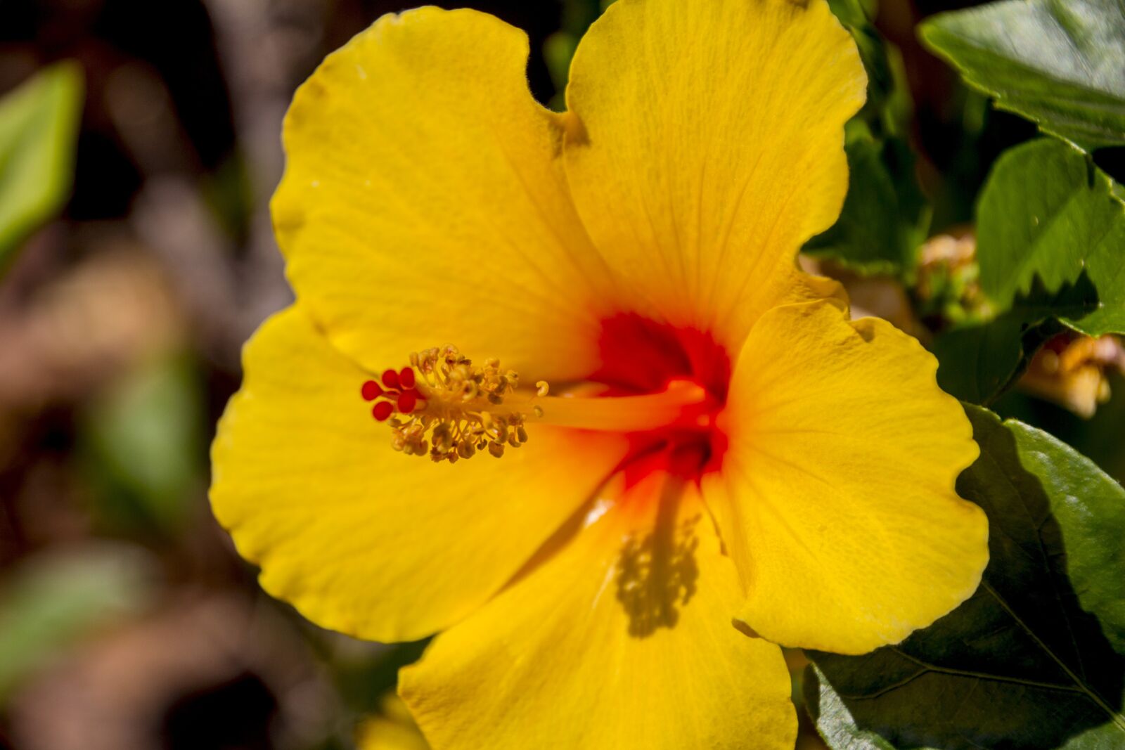 Canon EOS 700D (EOS Rebel T5i / EOS Kiss X7i) sample photo. Hibiscus, yellow flower, flowers photography