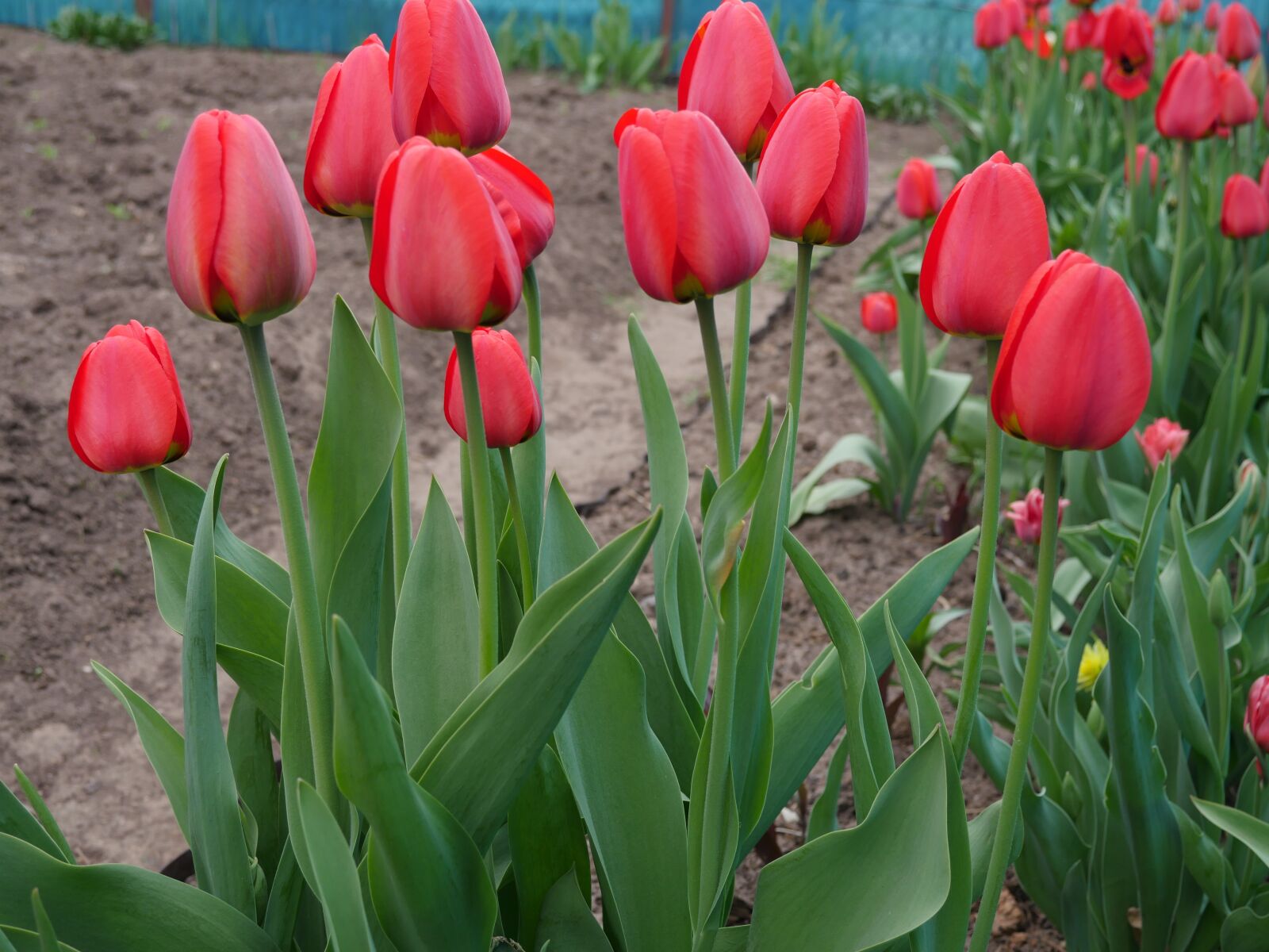 Panasonic Lumix DMC-GX8 sample photo. Tulips, red tulips, red photography
