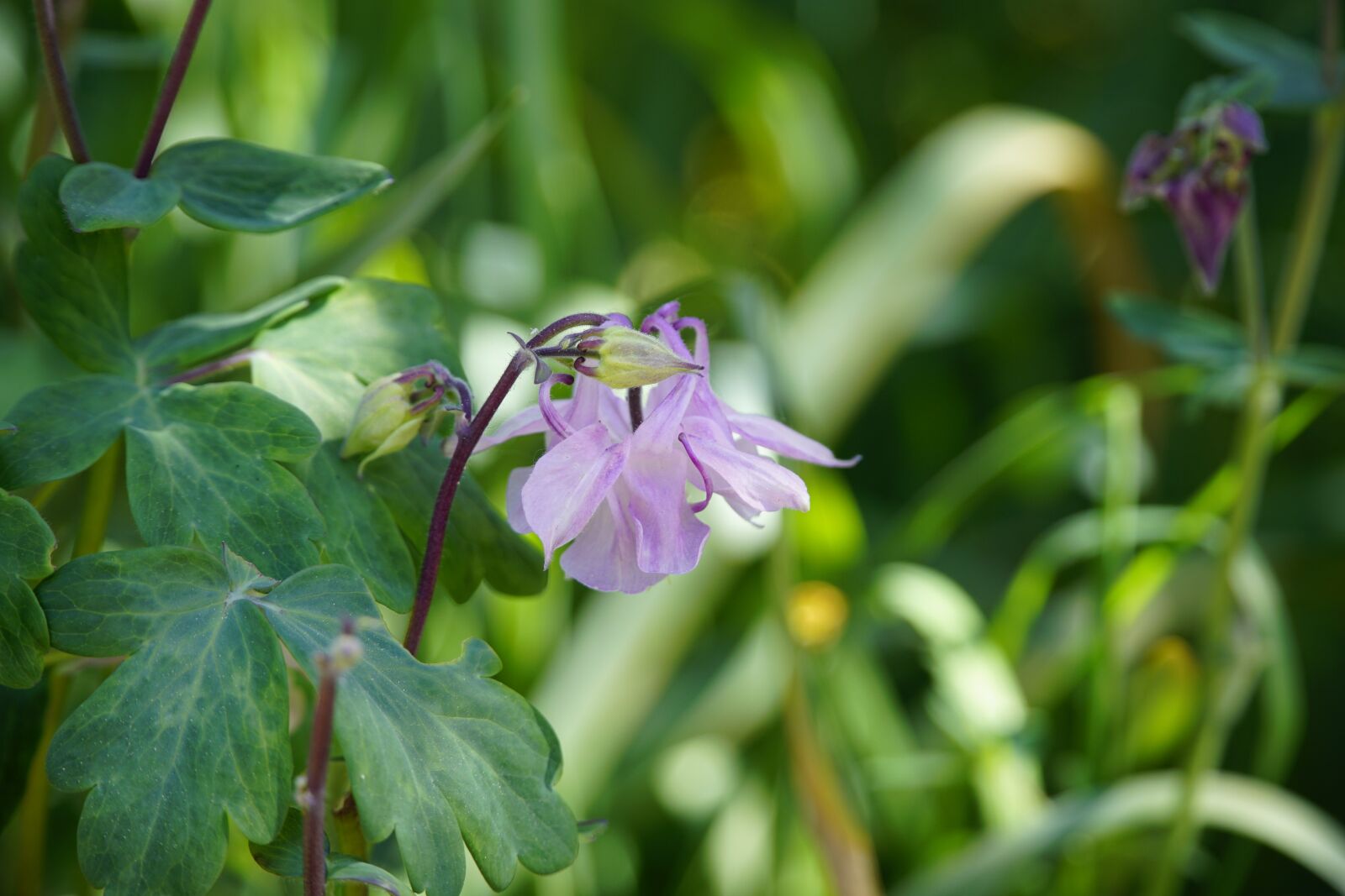 Sony a7R II + Sony E PZ 18-105mm F4 G OSS sample photo. Akelei, pink, flower photography