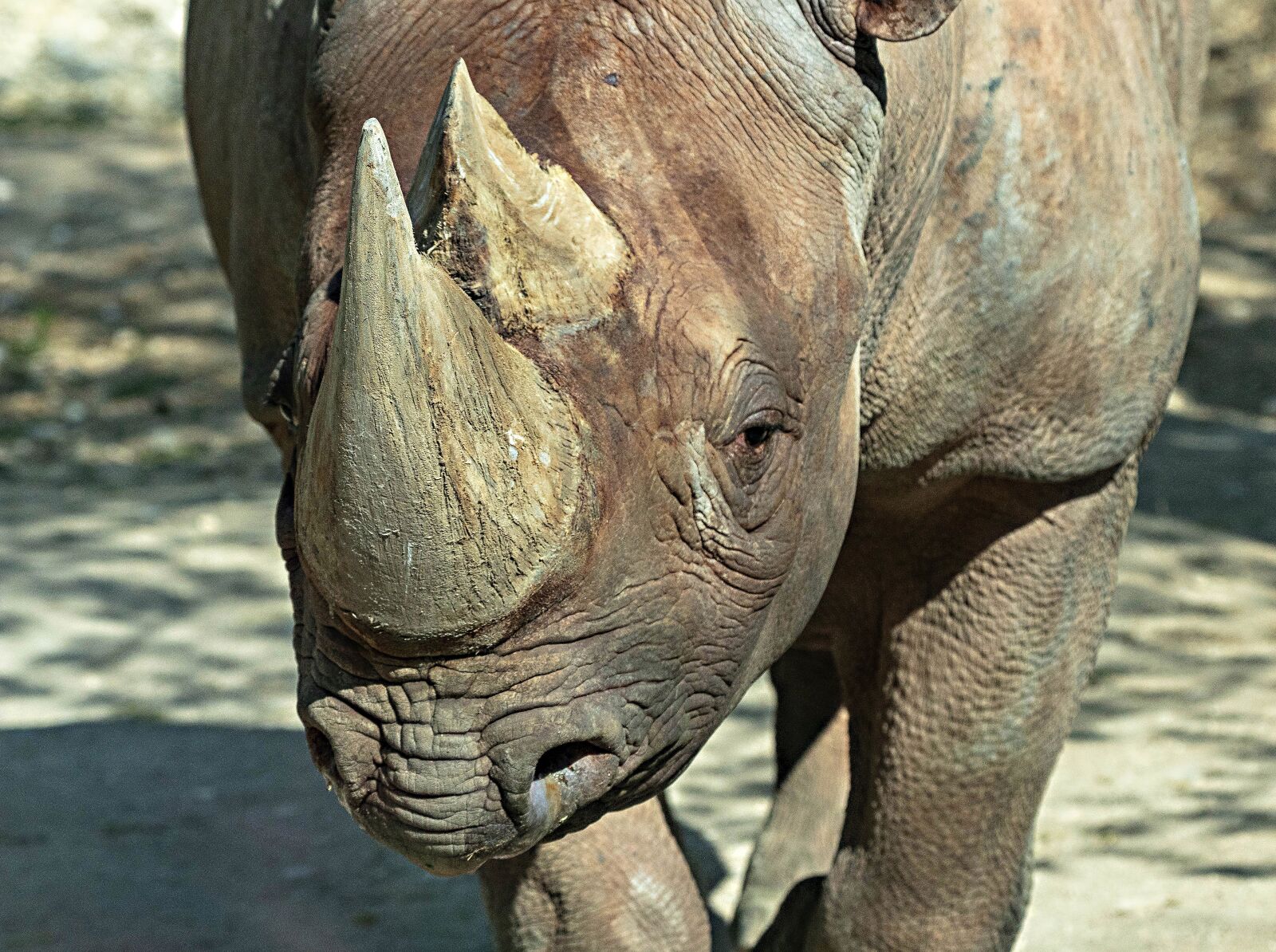 Canon EOS 80D sample photo. Rhino, zoo, pachyderm photography