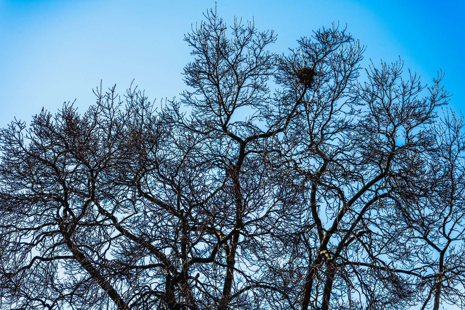 Nikon D750 sample photo. Tree, sky, spring photography