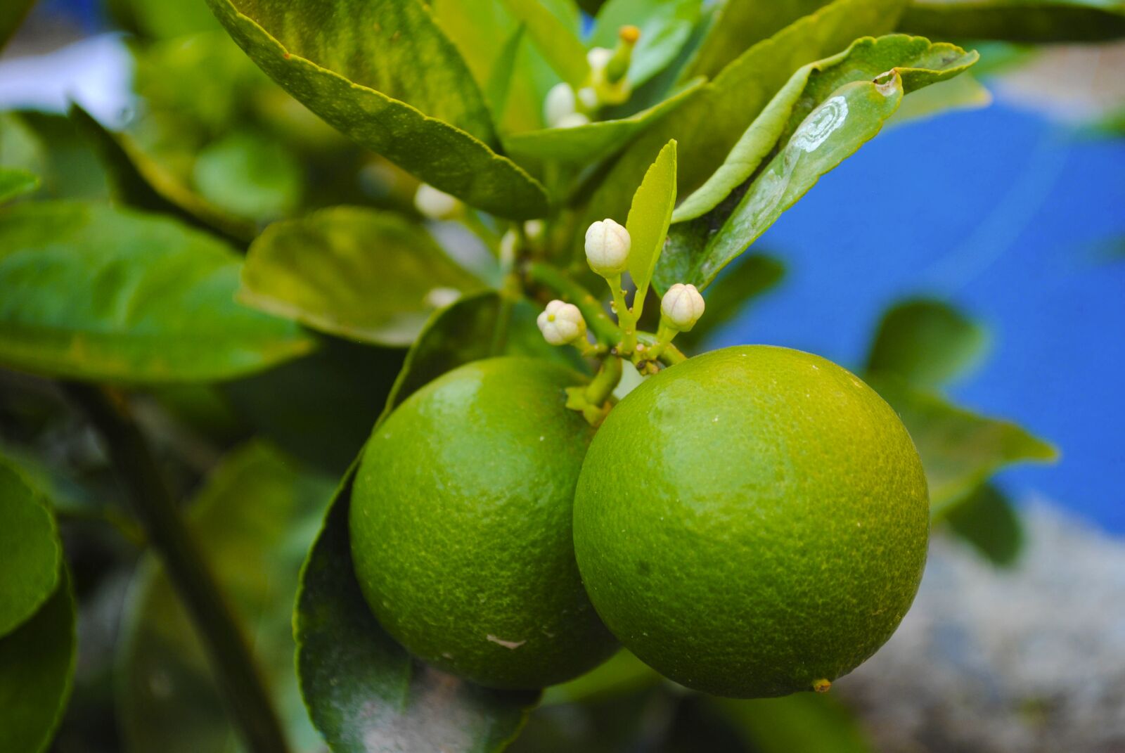 Nikon D3000 sample photo. Fruit, tree, lime photography