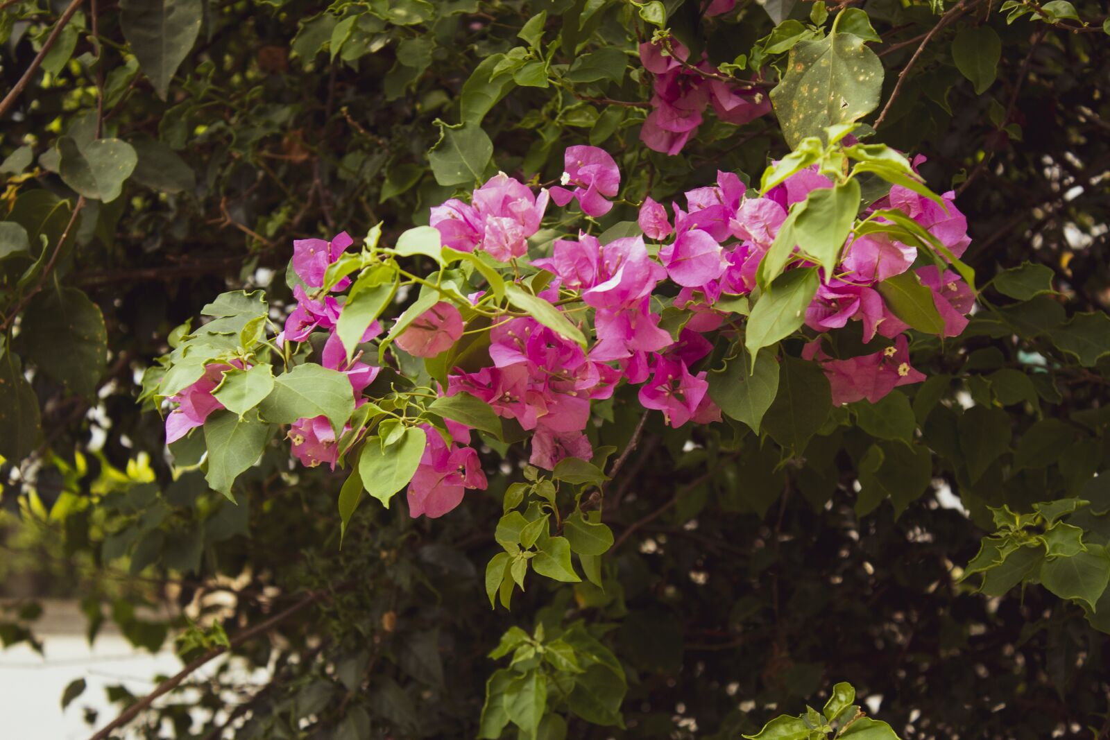 Canon EOS 1300D (EOS Rebel T6 / EOS Kiss X80) sample photo. Green, flowers, nature photography