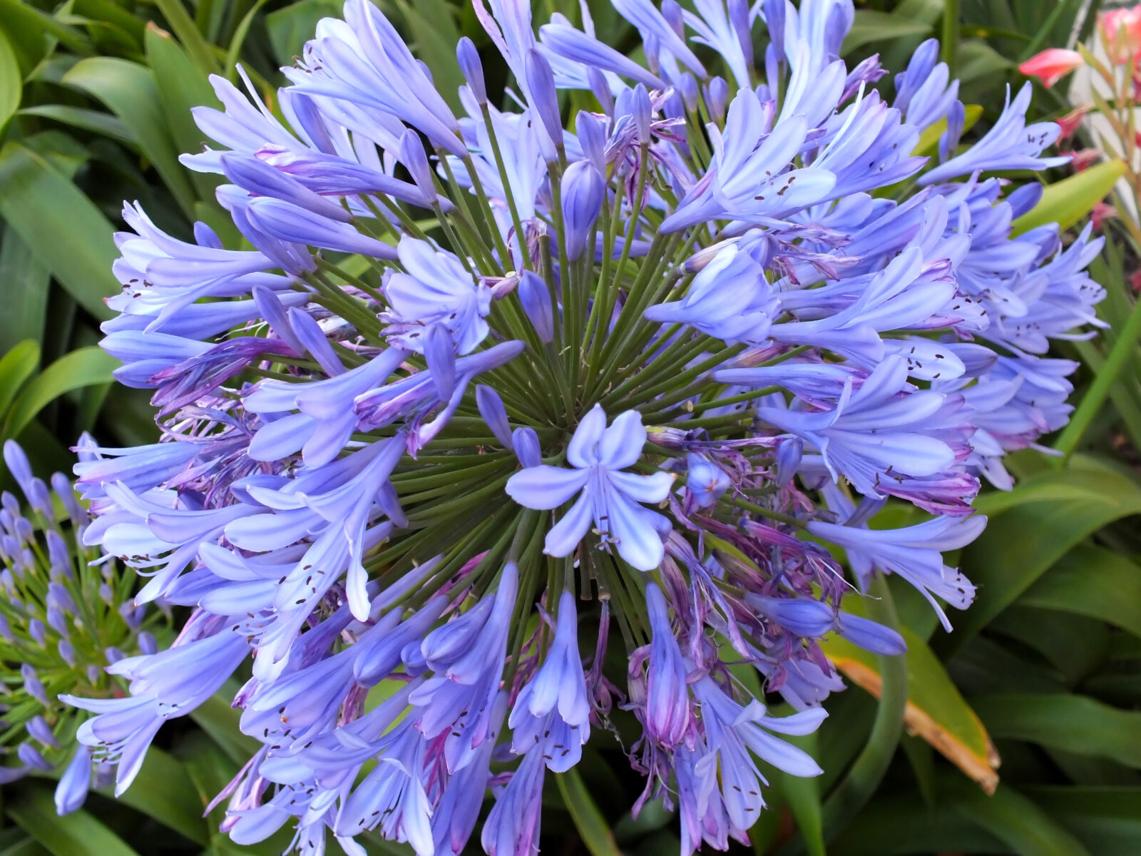 Fujifilm FinePix HS30EXR sample photo. Beautiful, flowers, blue, flowers photography