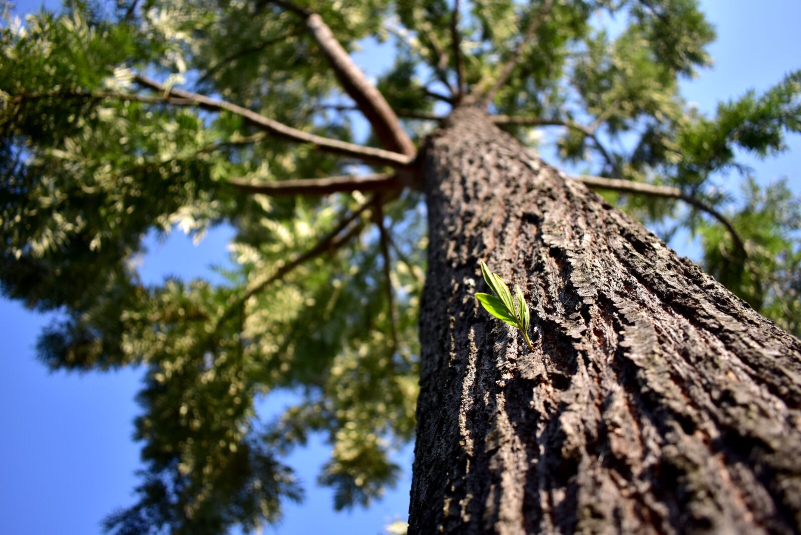 Nikon D3400 sample photo. Tree, nature, wood photography