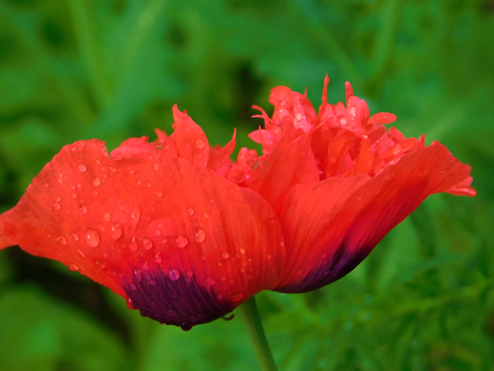 Nikon Coolpix B500 sample photo. Red poppy, flower, nature photography
