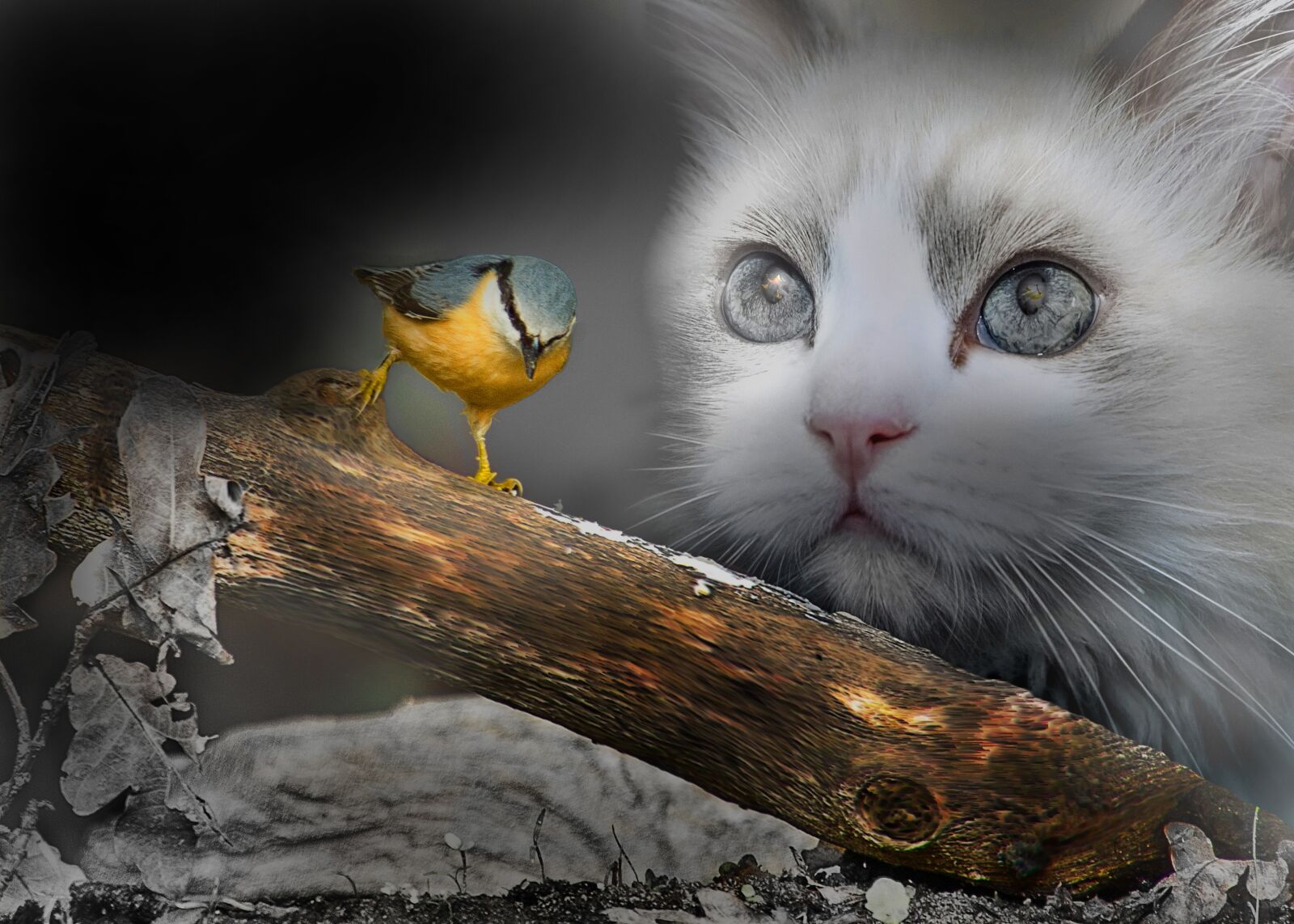 Canon EOS 550D (EOS Rebel T2i / EOS Kiss X4) sample photo. Fantasy, bird, cats photography