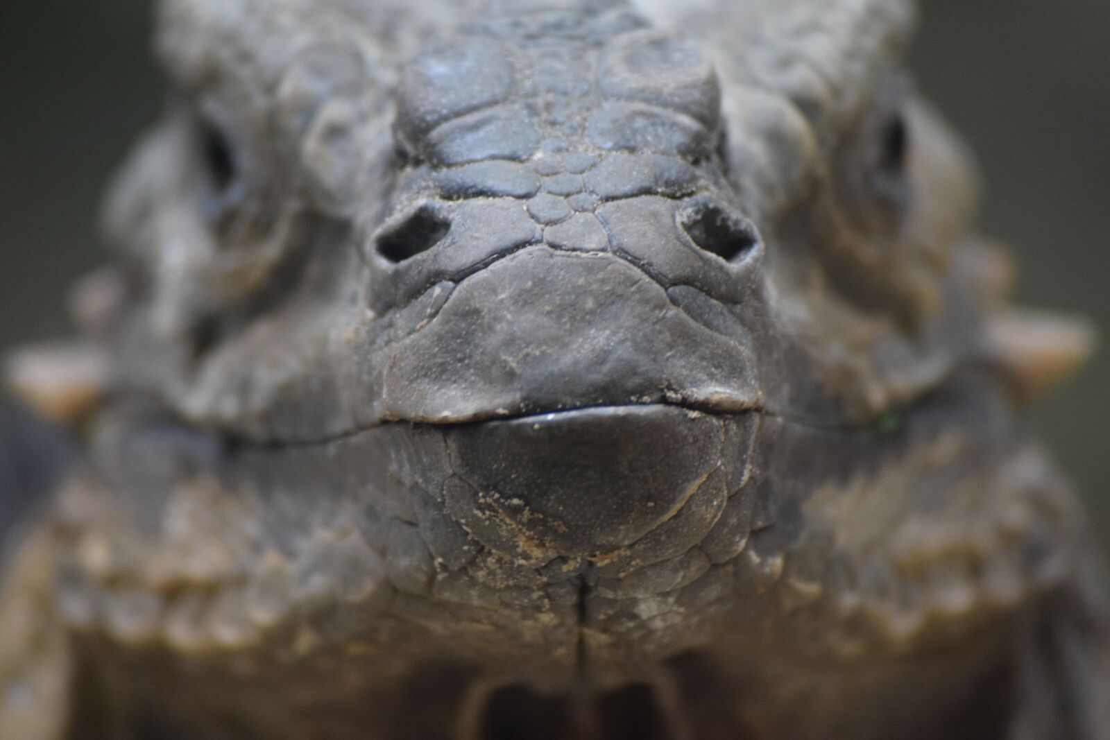 Nikon D3300 sample photo. Komodo, dragon, komodowaran photography