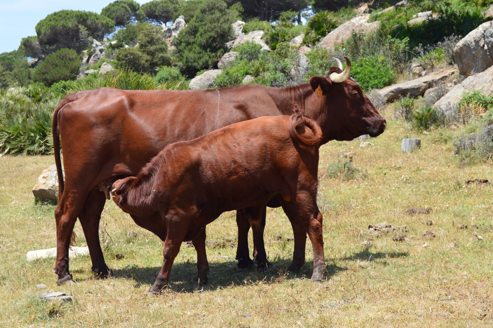 Nikon D3200 sample photo. Cow, toro, calf photography