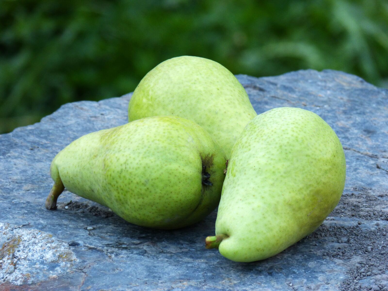 Panasonic DMC-FZ62 sample photo. Pears, orchard, fruit photography