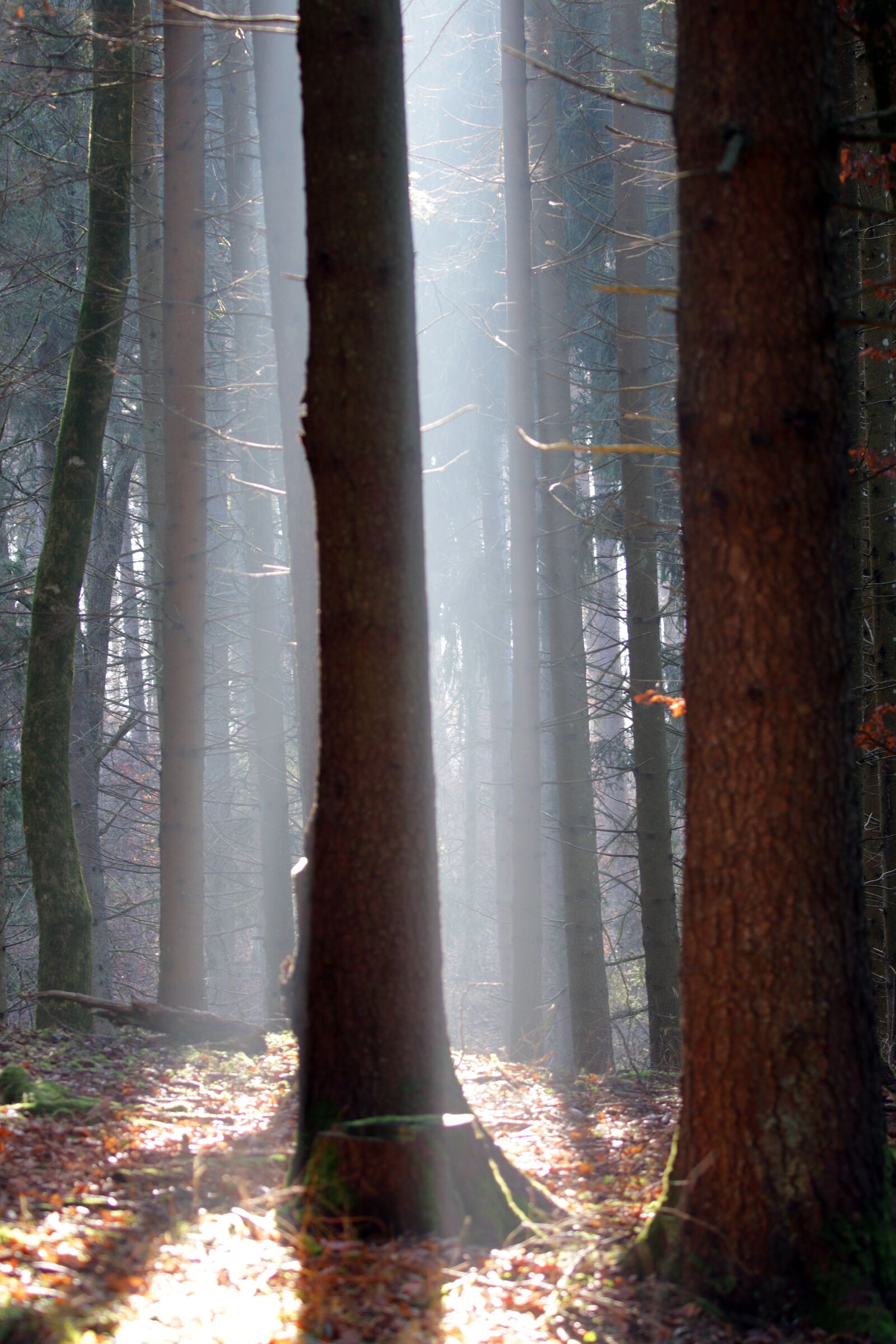 Canon EOS 7D Mark II sample photo. Trees, lighting, fog photography