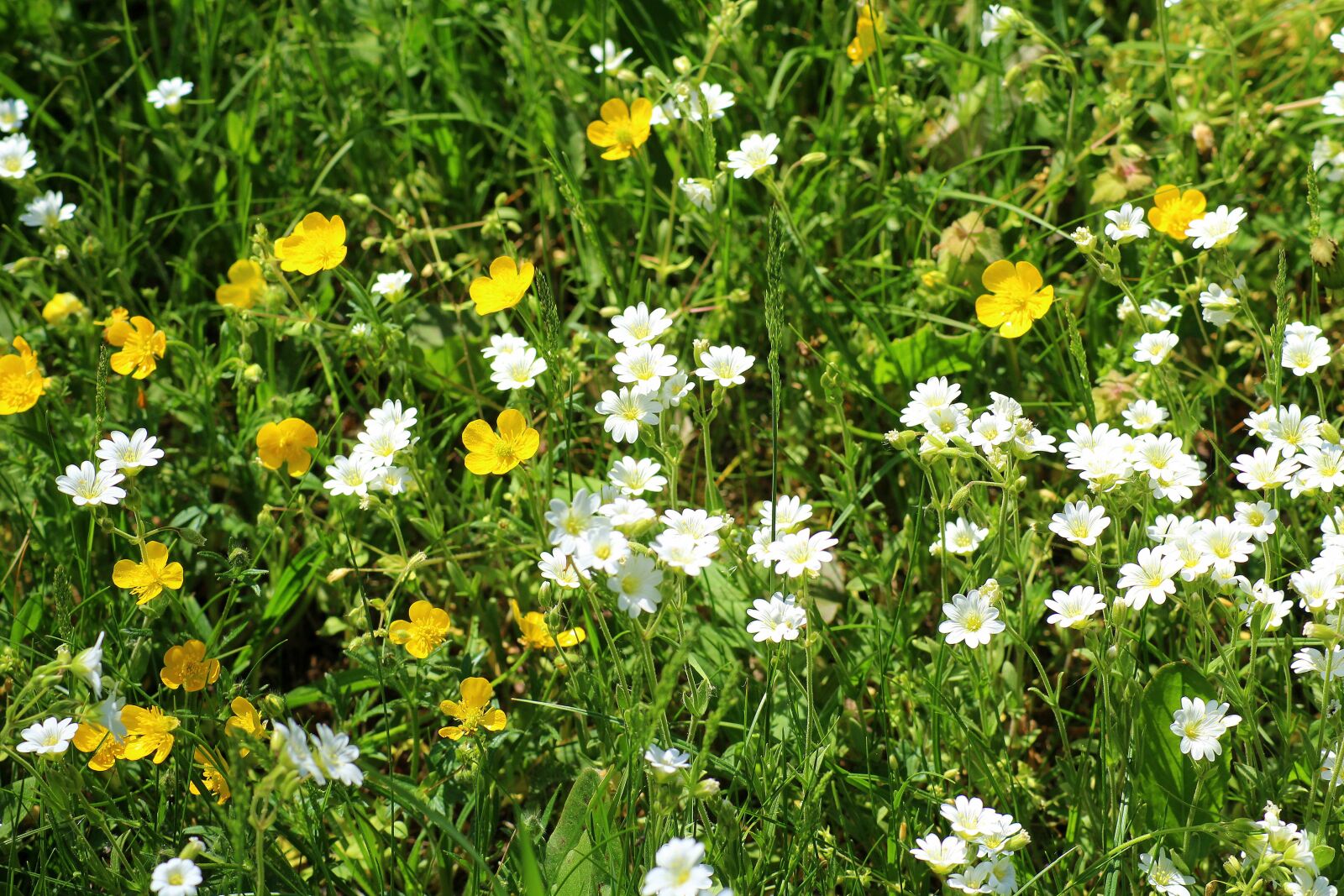 Canon EOS 1200D (EOS Rebel T5 / EOS Kiss X70 / EOS Hi) sample photo. Meadow, flowers, spring photography