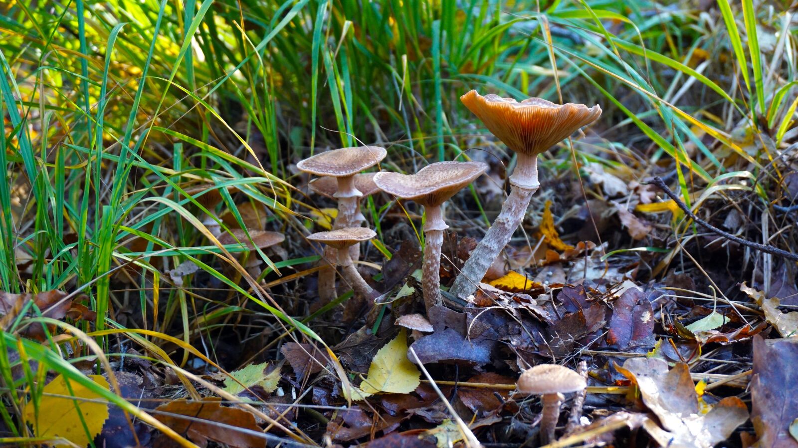 Sony a6000 sample photo. Mushroom, agaric, nature photography