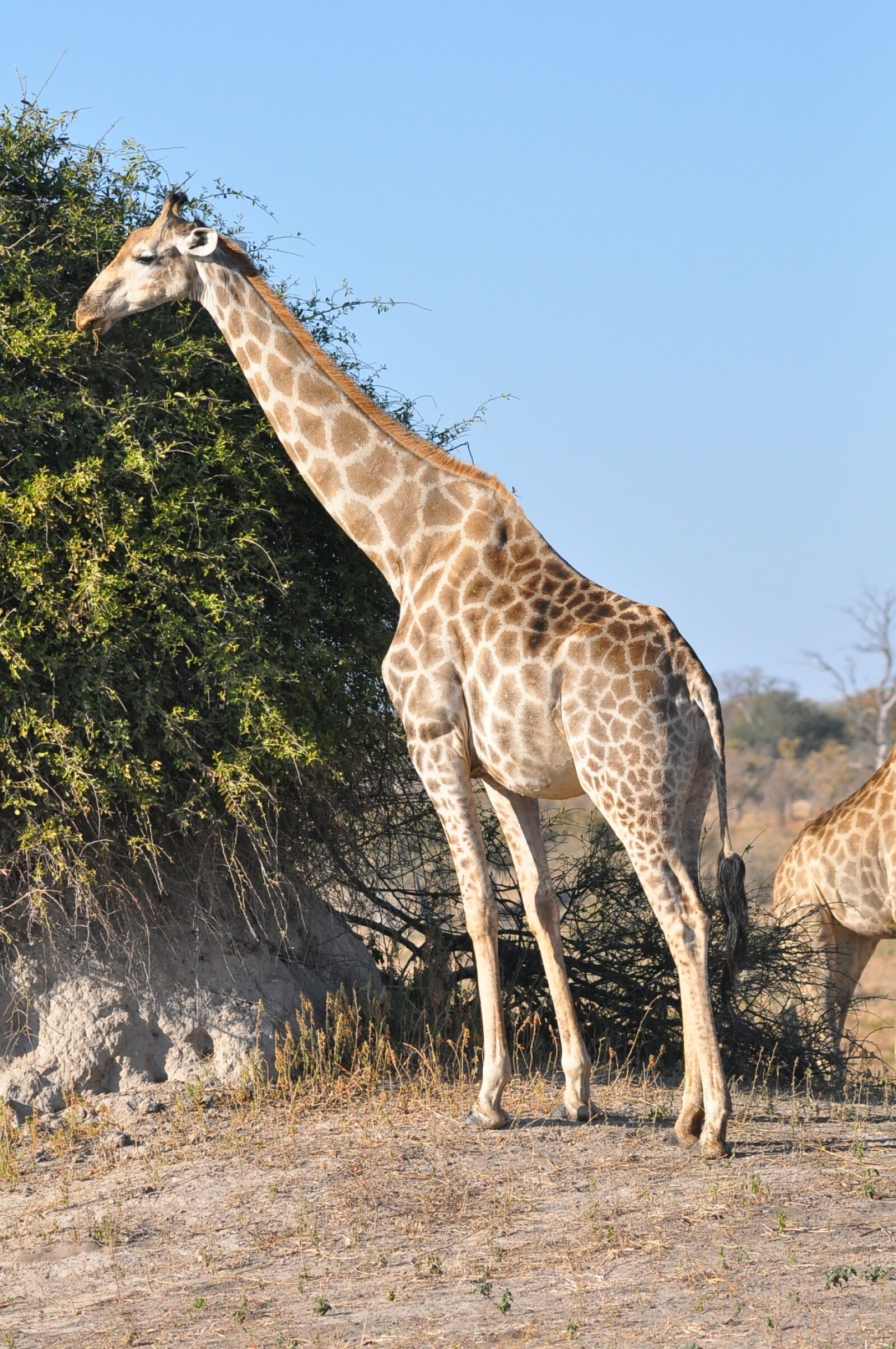 Nikon D90 sample photo. Nature, wildlife, animal photography
