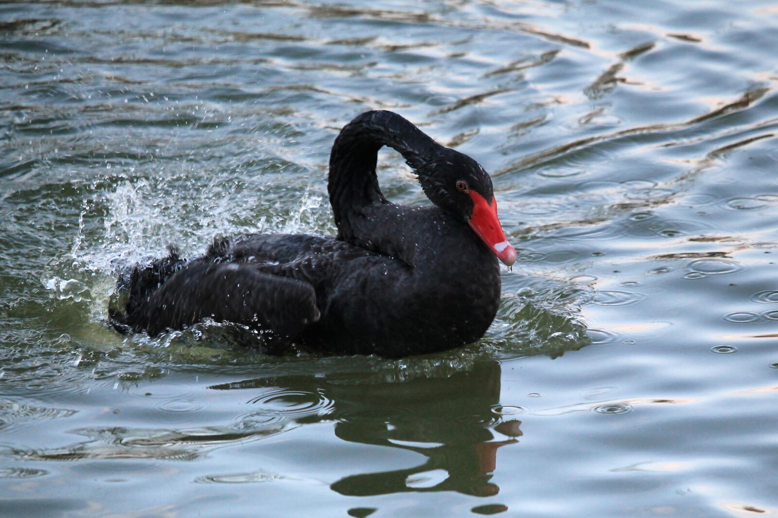 Canon EOS 1100D (EOS Rebel T3 / EOS Kiss X50) + Canon EF-S 55-250mm F4-5.6 IS STM sample photo. Swan, mourning swan, black photography