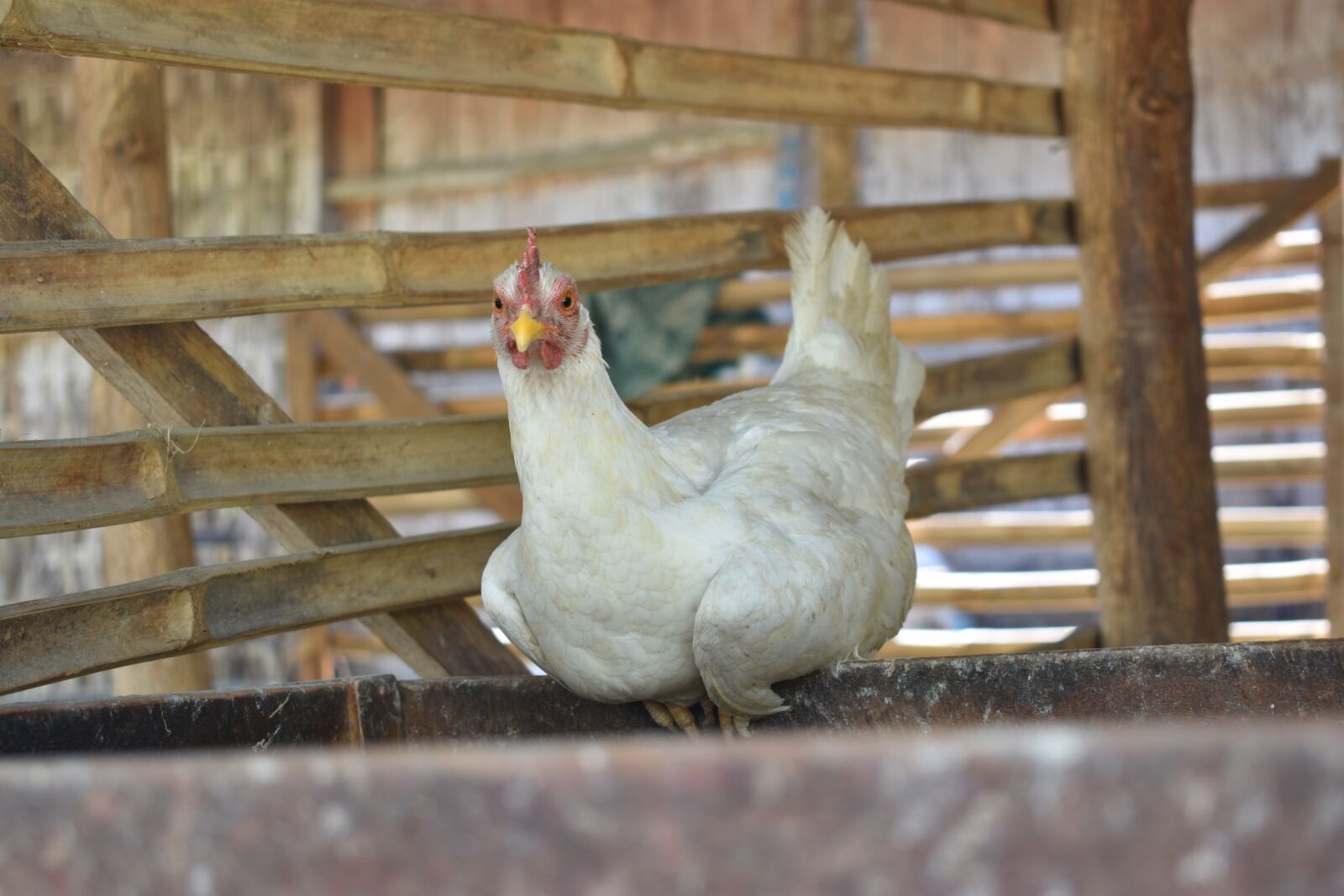 Nikon D3400 sample photo. Chicken, farms, animal photography