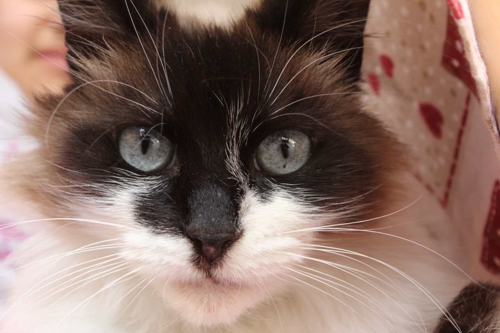Canon EOS 4000D (EOS Rebel T100 / EOS 3000D) sample photo. Feline, animal, kitten photography