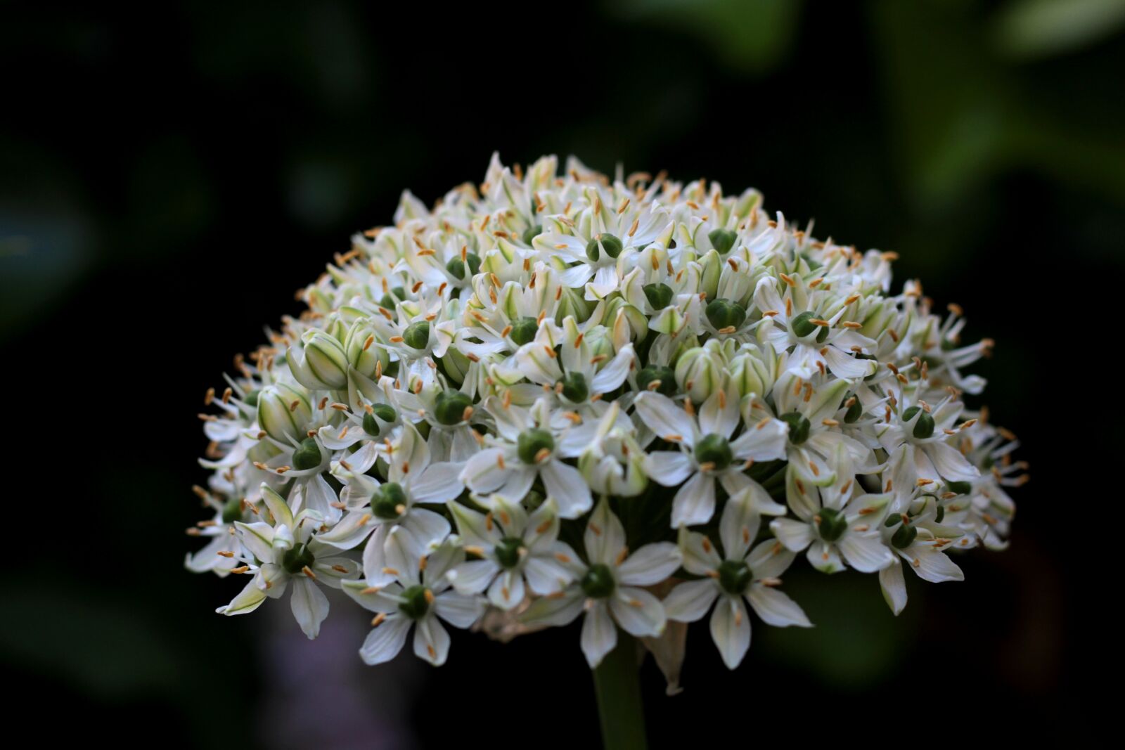 Canon EOS 600D (Rebel EOS T3i / EOS Kiss X5) + Canon EF 50mm F1.8 STM sample photo. Allium nigrum, ornamental onion photography