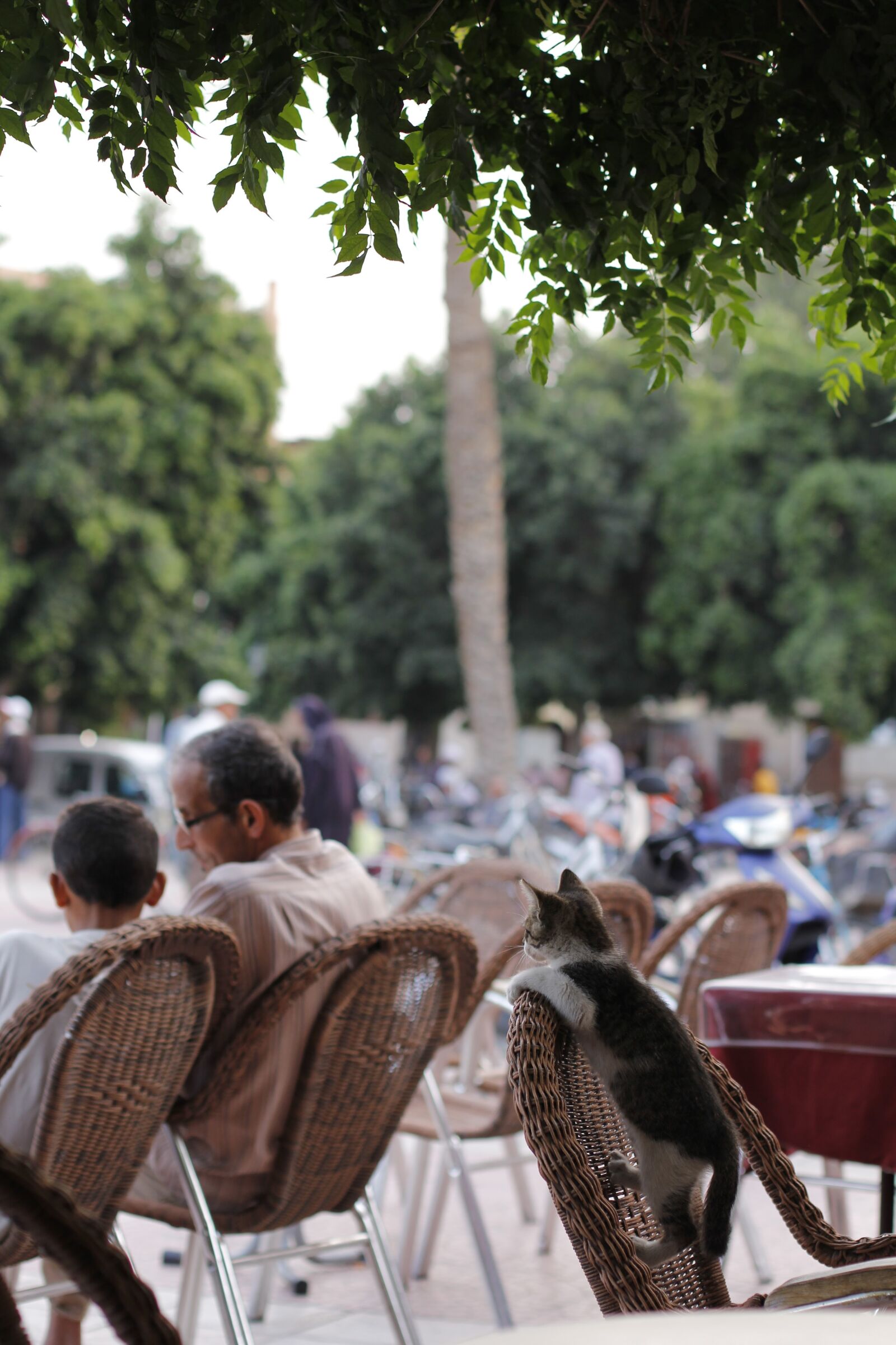 Canon EOS 60D + Canon EF 50mm F1.4 USM sample photo. Cat, kitten, marketplace photography