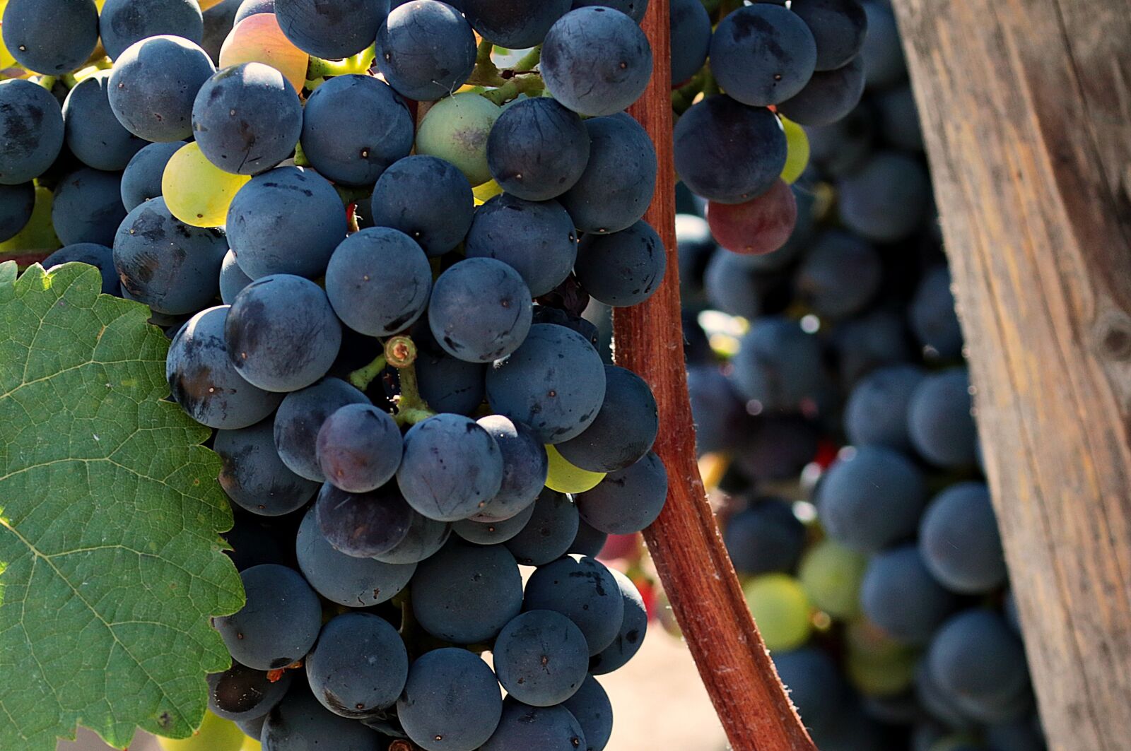 Canon EOS 80D sample photo. Wine, grapes, grapevine photography