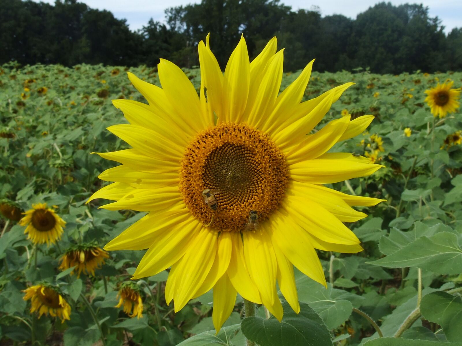 Fujifilm FinePix S5200 sample photo. Landscape, sunflower, nature photography