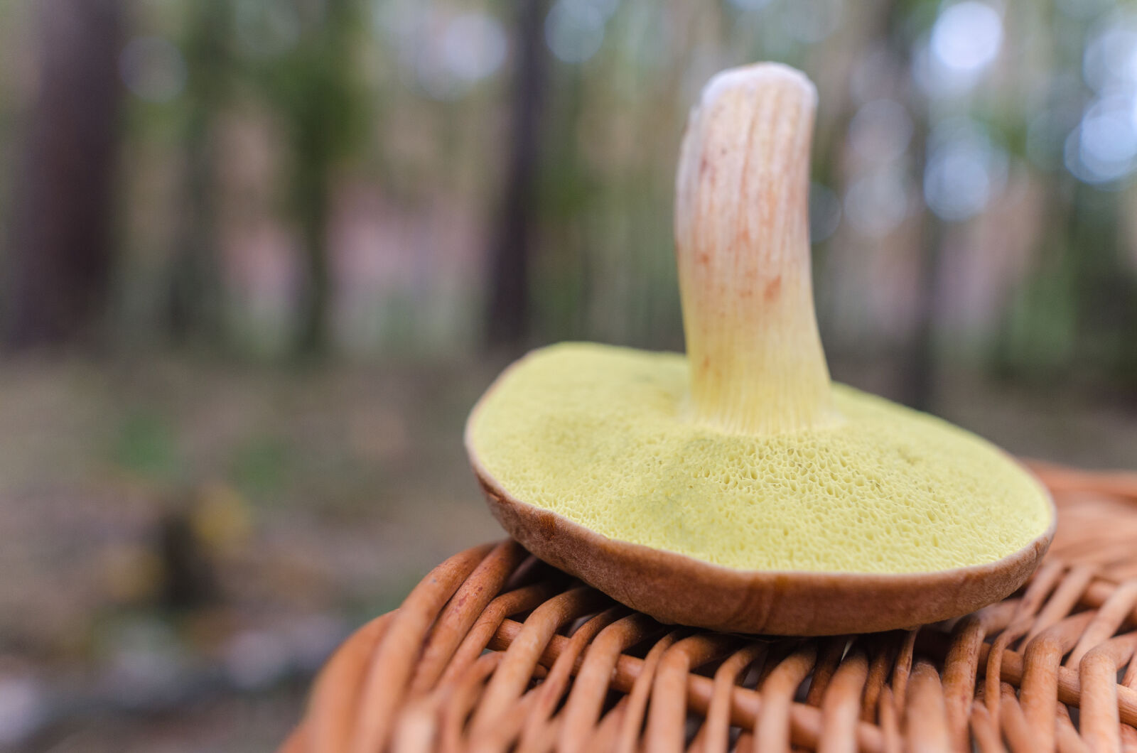 Nikon D5100 sample photo. Autumn, background, basket, boletus photography