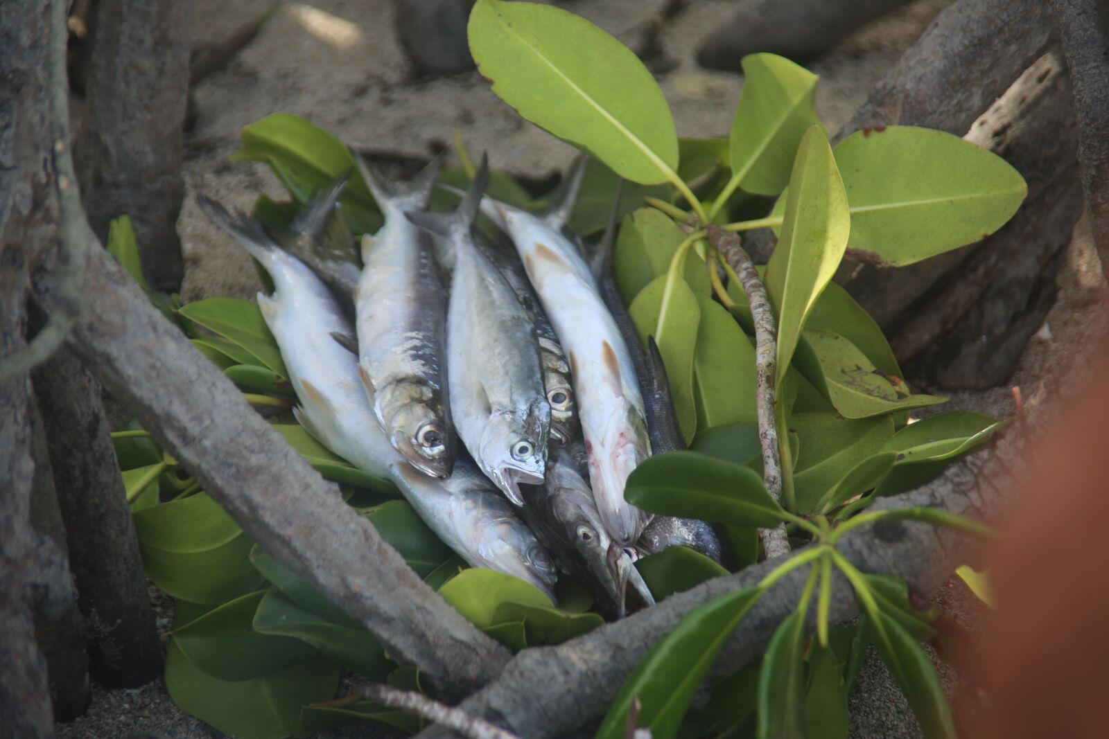 Canon EOS 5D Mark III sample photo. Fish, papua, new photography