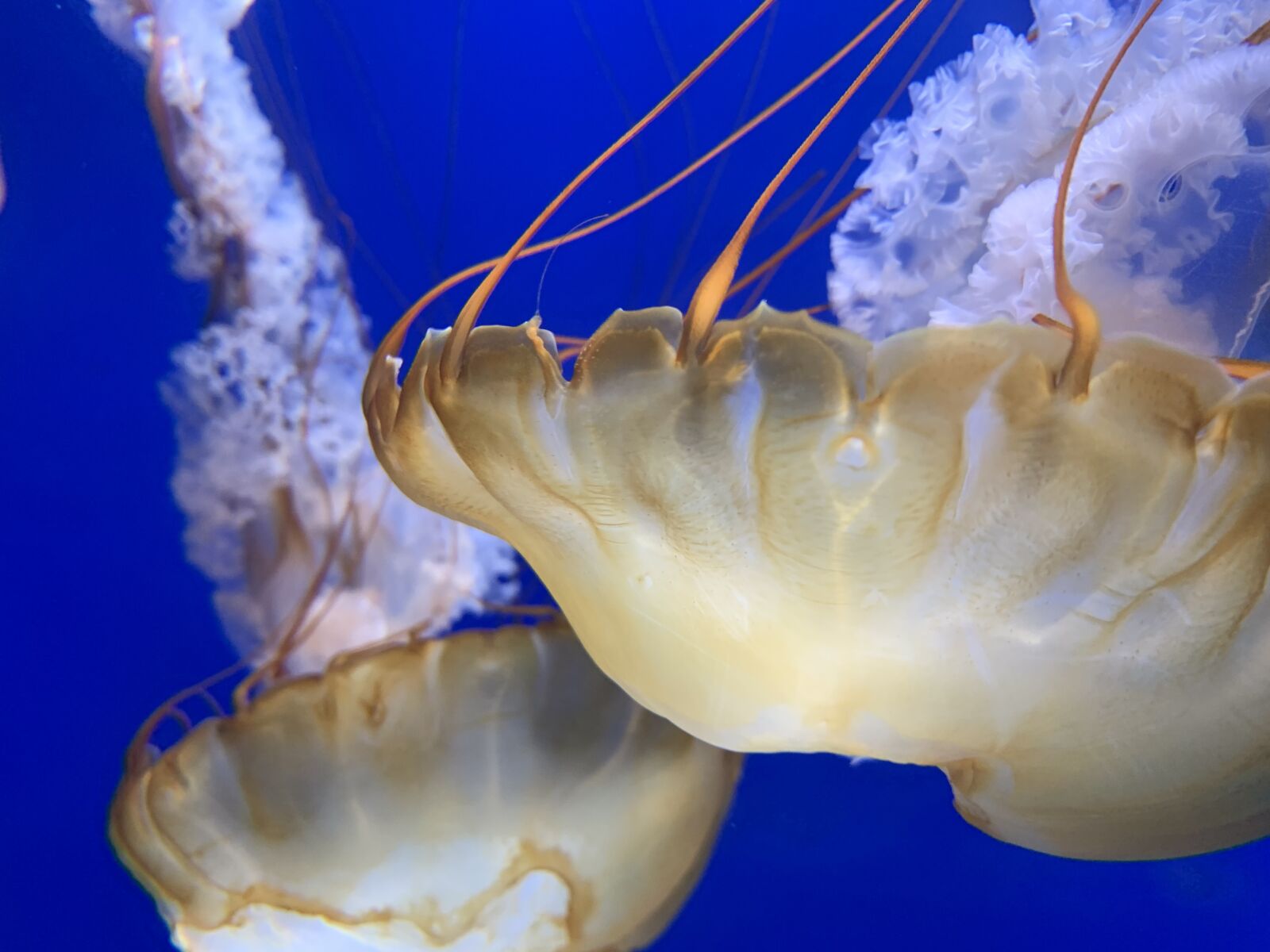 Apple iPhone XR sample photo. Jellyfish, invertebrates, marine animals photography