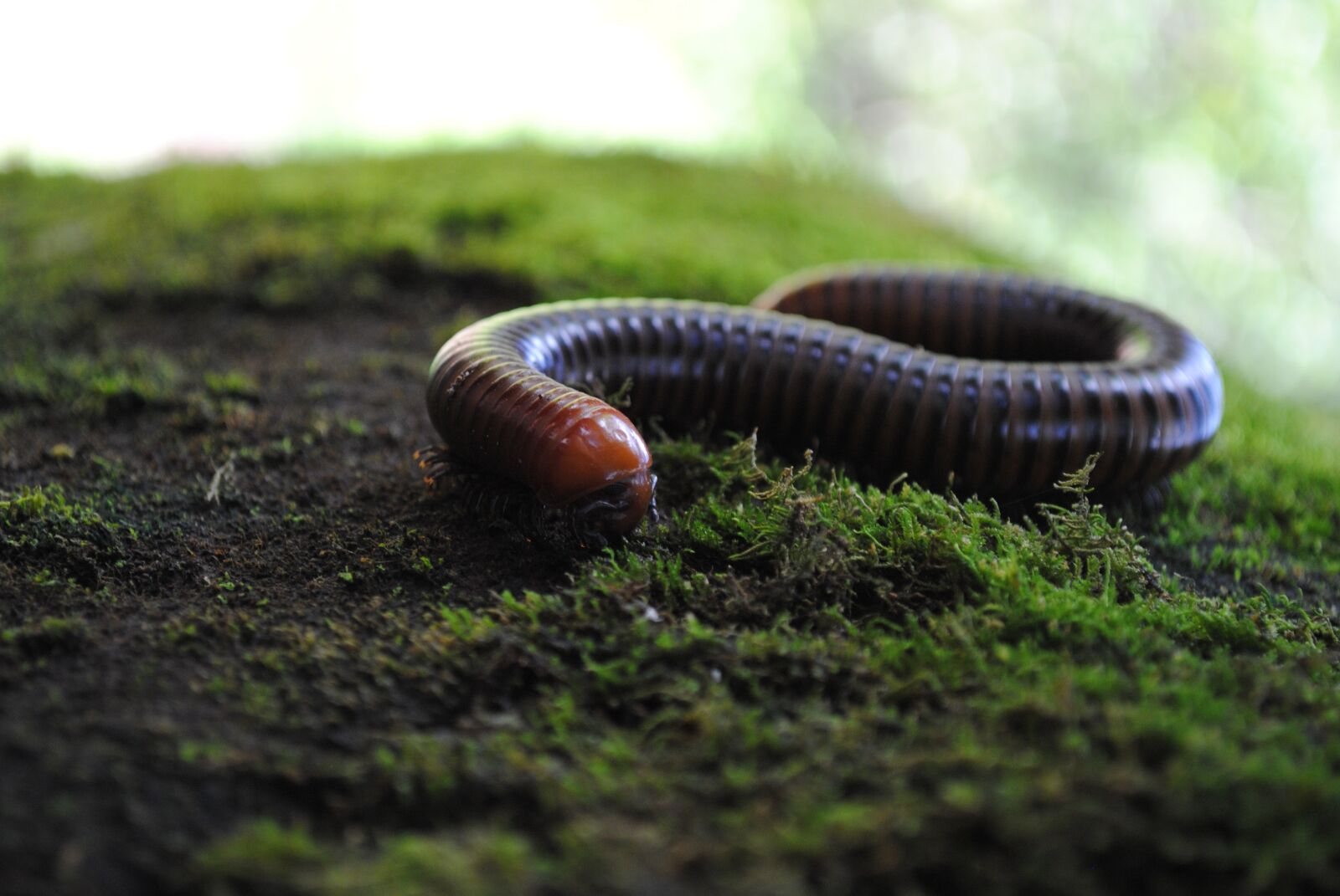 Nikon D3000 sample photo. Centipedes, insect, members photography