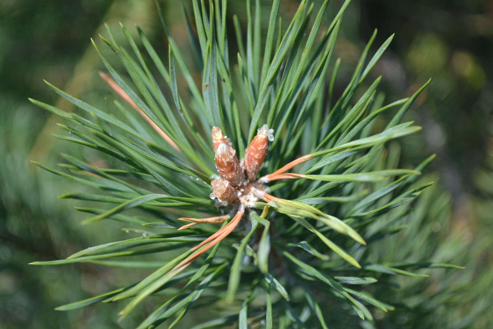 Nikon D3100 sample photo. Pine, pine tree, green photography