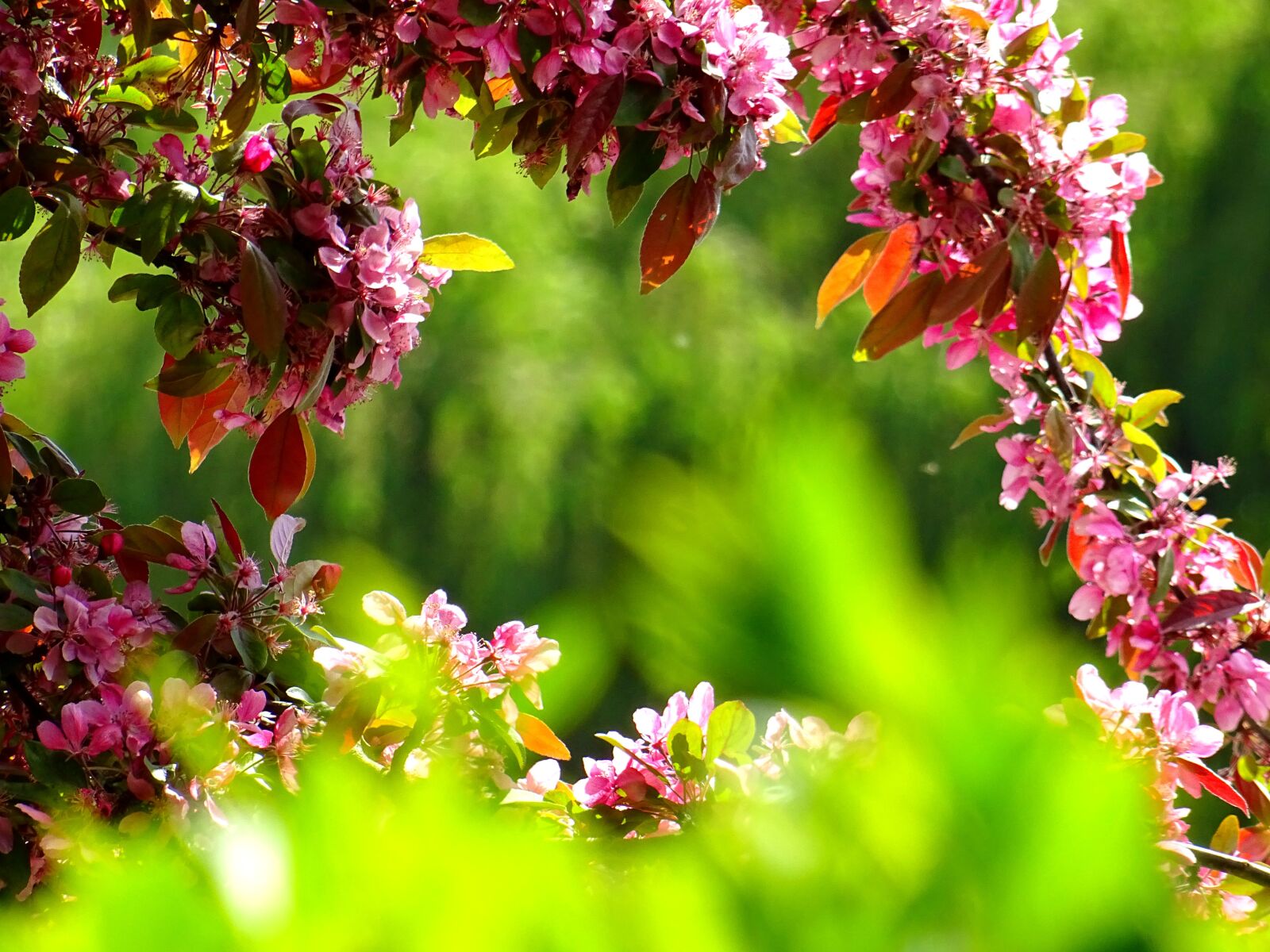 Sony DSC-HX60 sample photo. Beautiful, bloom, blooming, blossom photography