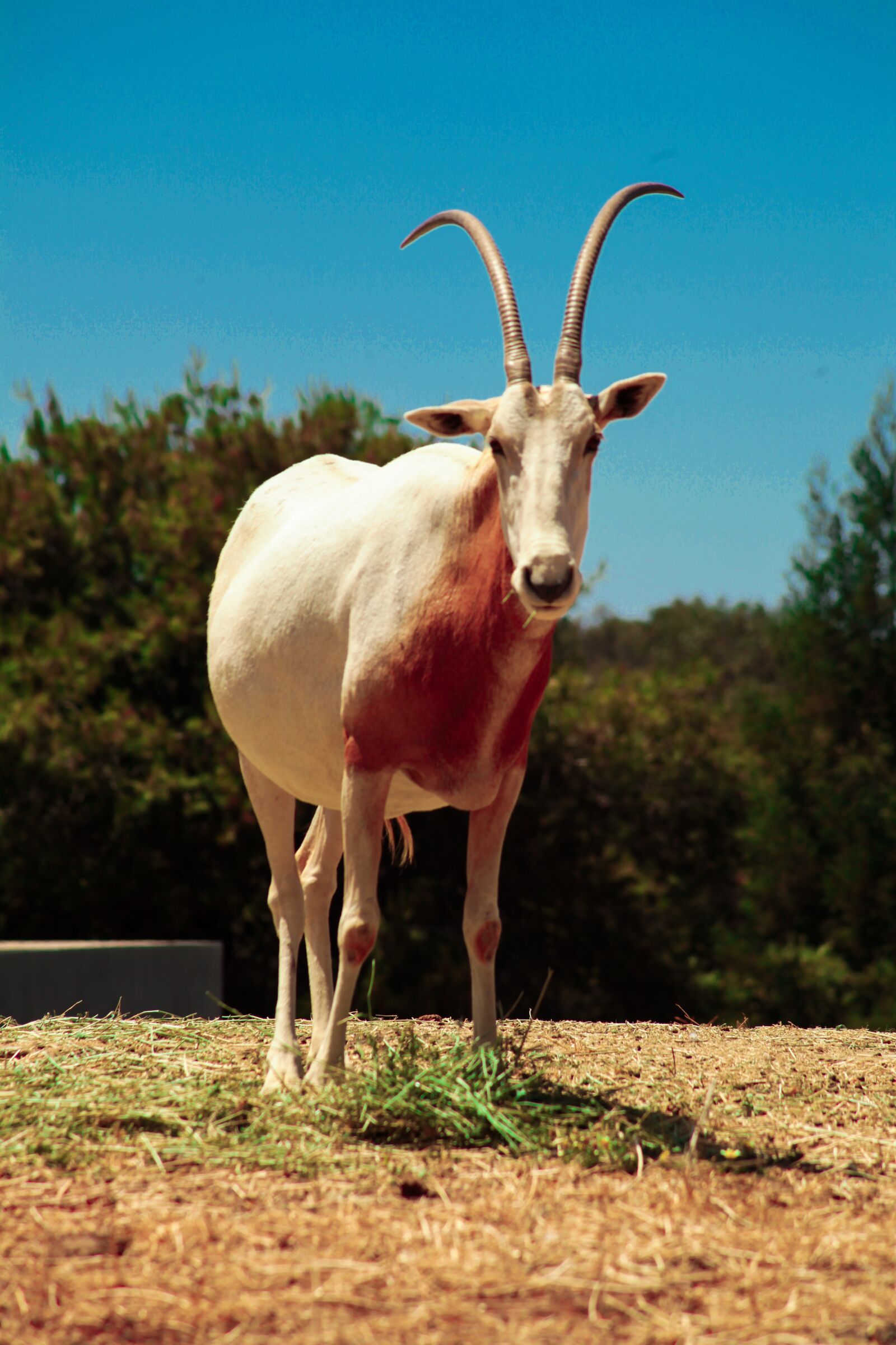 Canon EOS 5D Mark II sample photo. Morocco, rabat, zoo photography