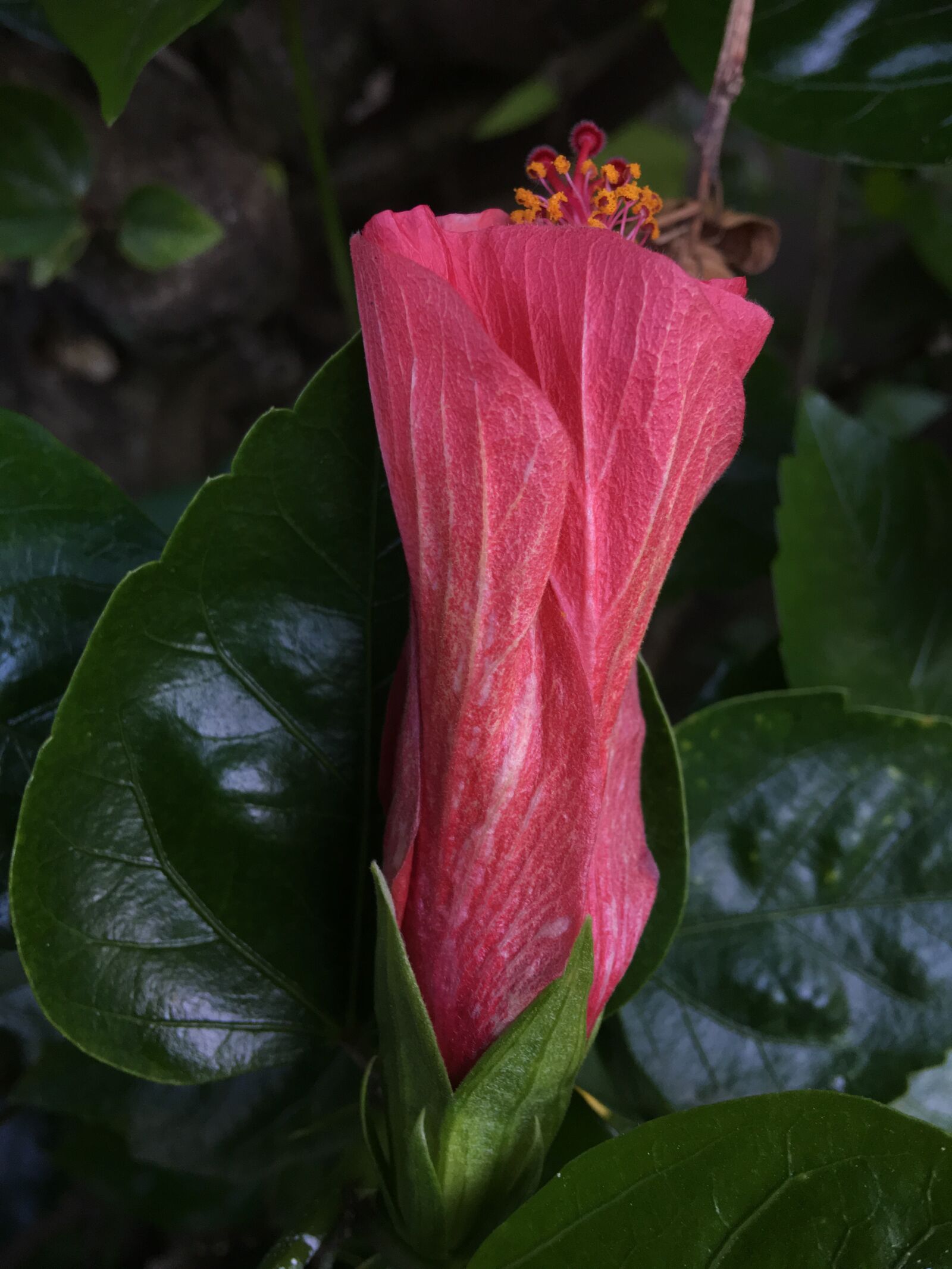 Apple iPhone 6s Plus sample photo. Hibiscus red, red petals photography