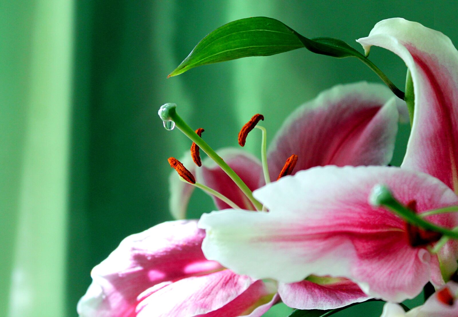 Canon EOS 1100D (EOS Rebel T3 / EOS Kiss X50) sample photo. Lily, nectar, bush lily photography