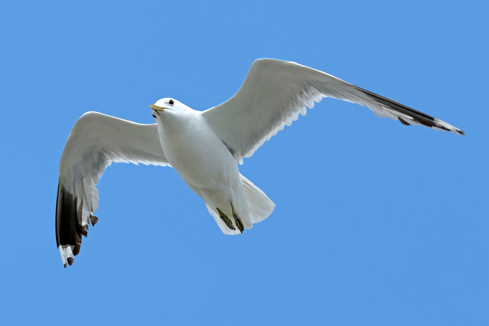 Panasonic Lumix DMC-FZ1000 sample photo. Seagull, sea, vacations photography