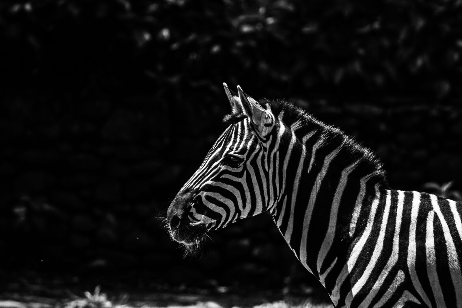 Canon EOS 1200D (EOS Rebel T5 / EOS Kiss X70 / EOS Hi) + Canon EF75-300mm f/4-5.6 sample photo. Zebra, animal, stripes photography