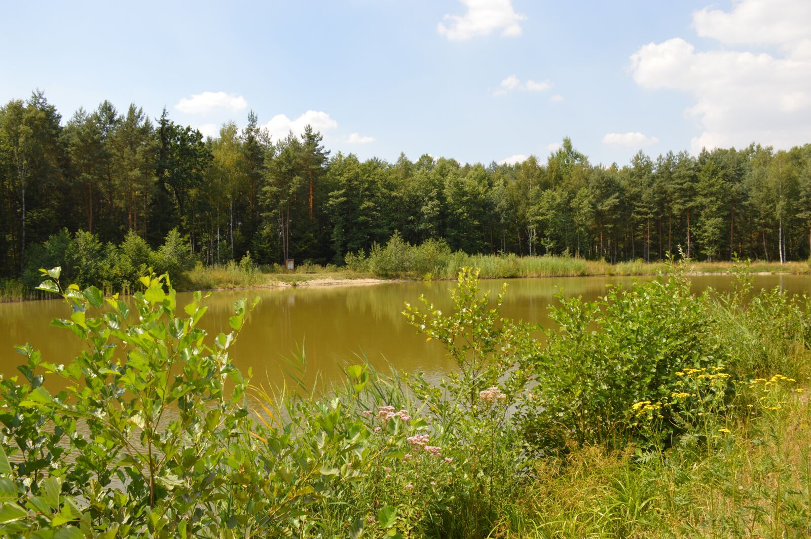 Nikon D3200 sample photo. Pond, water, forest photography